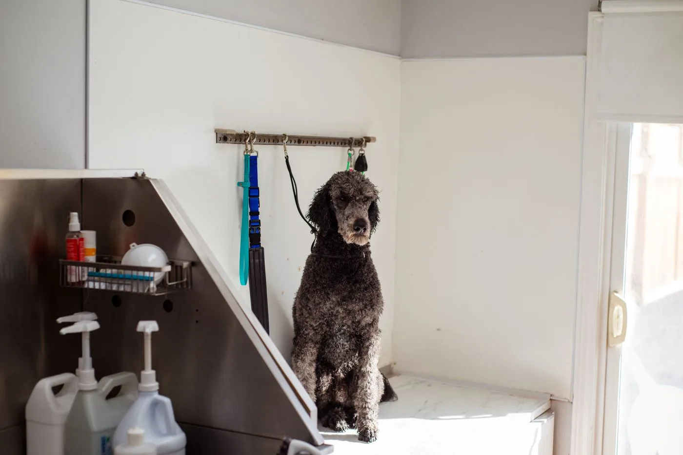 Poodle at a bathing station — separate stock reference