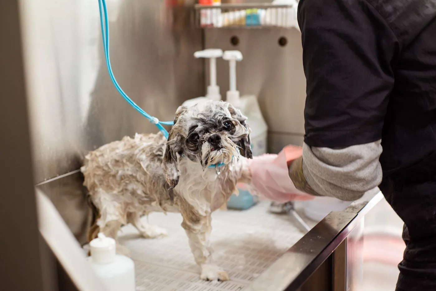 Small dog at a bath station