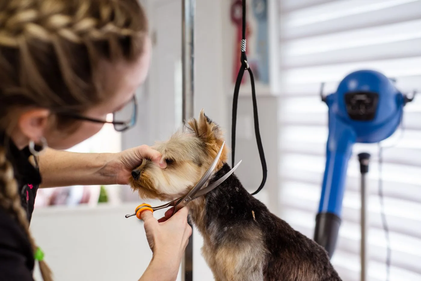 Small dog receiving a face trim