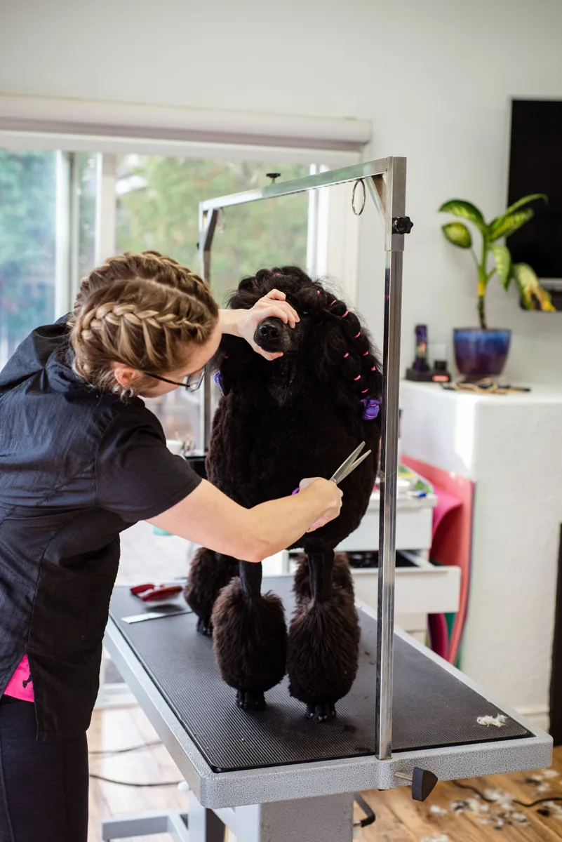 Poodle receiving a finishing trim — stock grooming scene