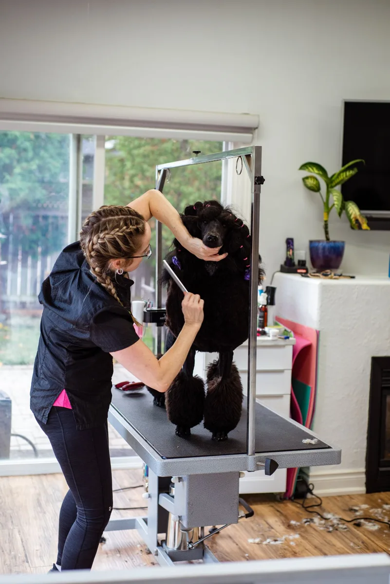 Professional groomer working carefully with a poodle — stock photograph