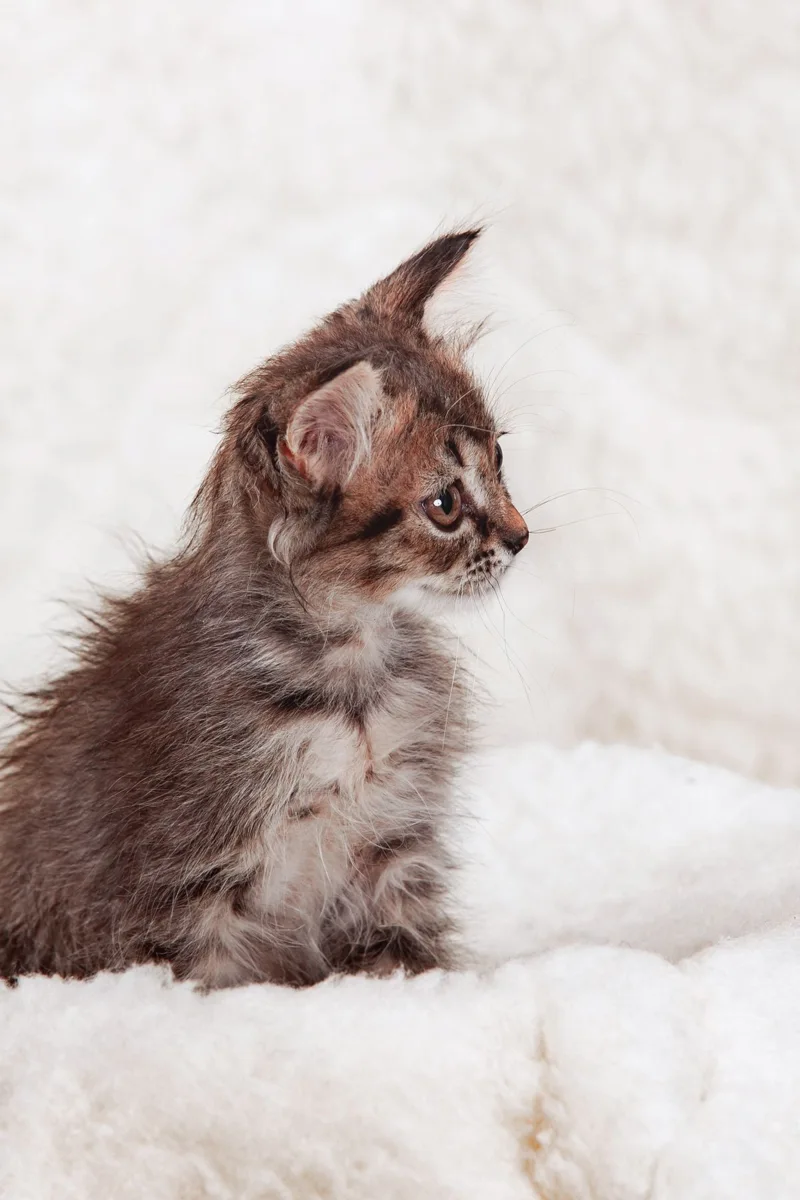 Young kitten resting on a soft blanket — stock portrait