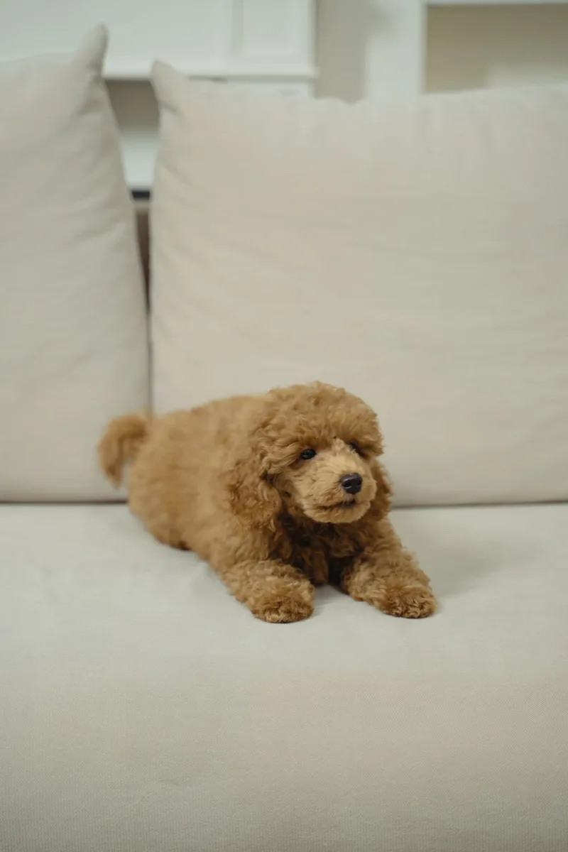 Brown poodle relaxing on a sofa