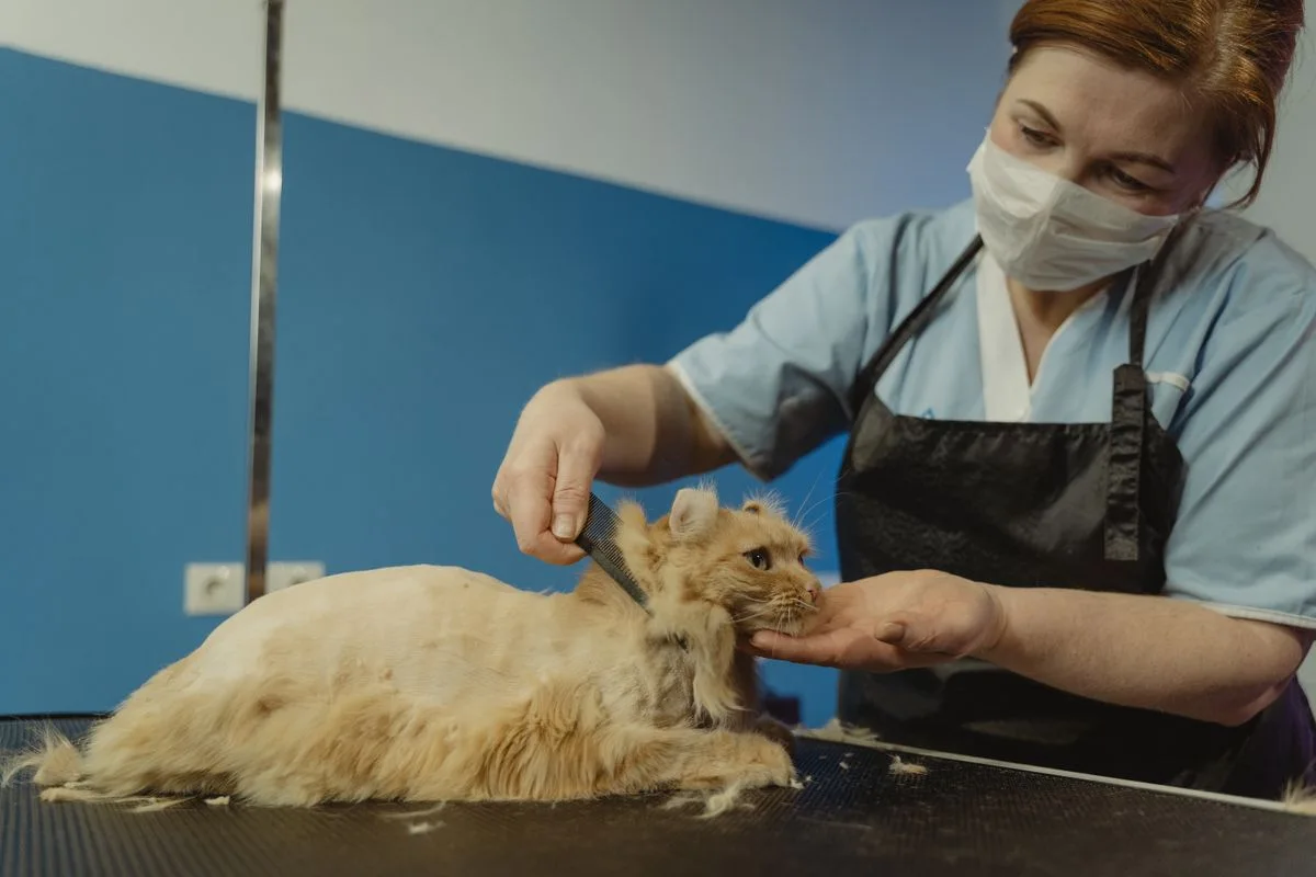 Professional groomer tending to a cat — stock photo