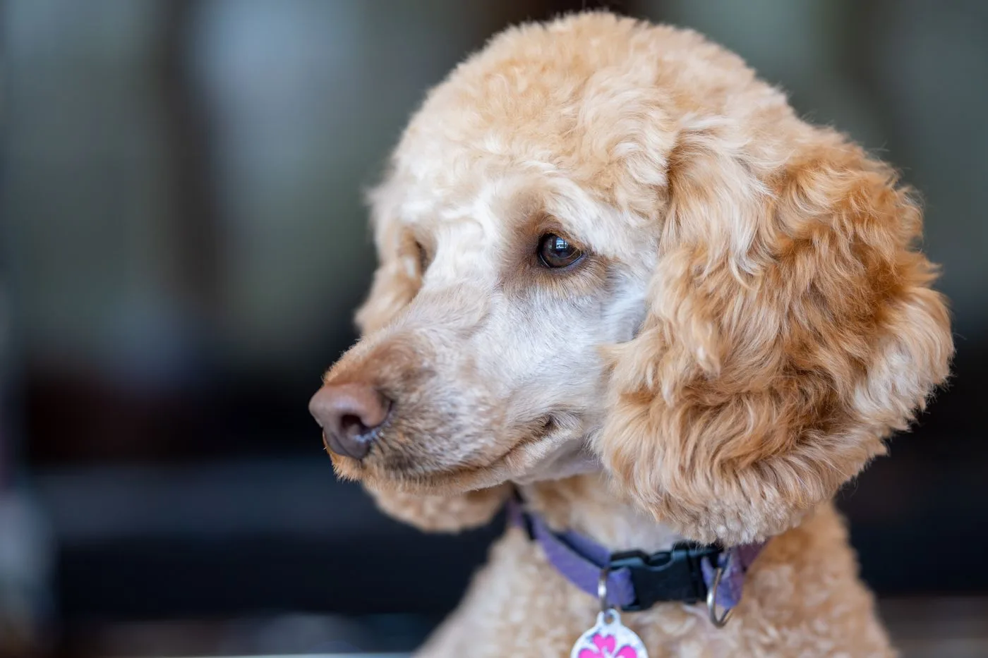 Curly-coated poodle portrait — style reference