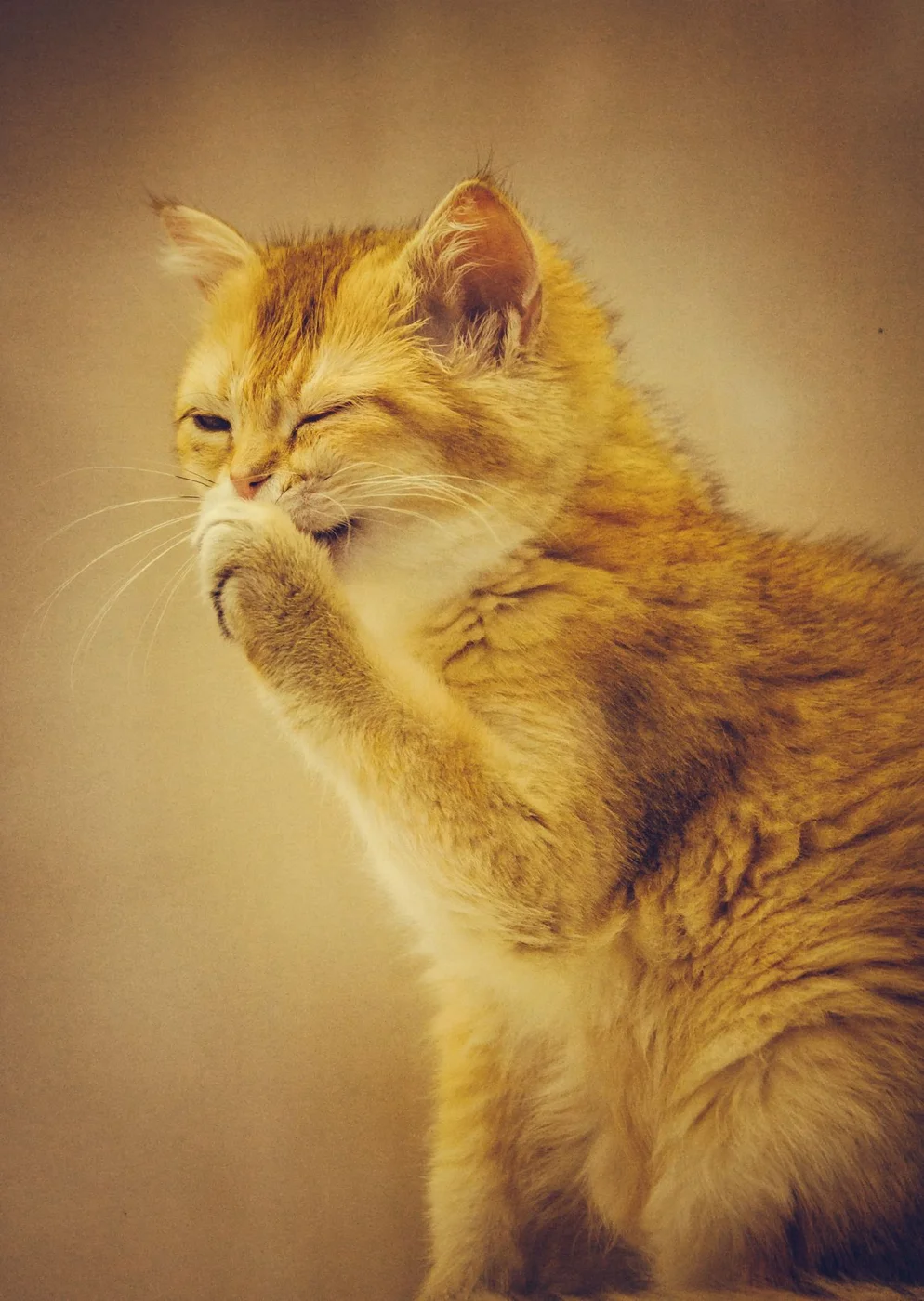 Ginger cat gently grooming its paw